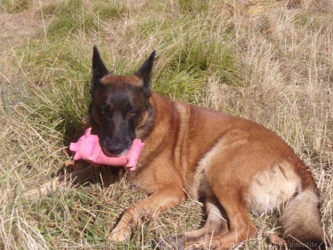 Photo de Berger belge malinois