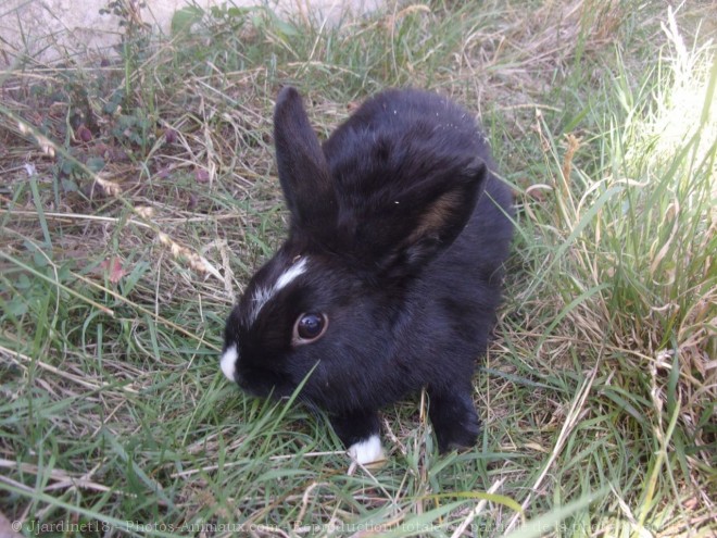 Photo de Lapin