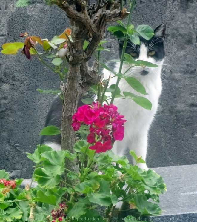 Photo de Chat domestique