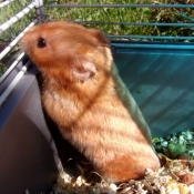 Photo de Hamster