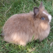 Photo de Lapin