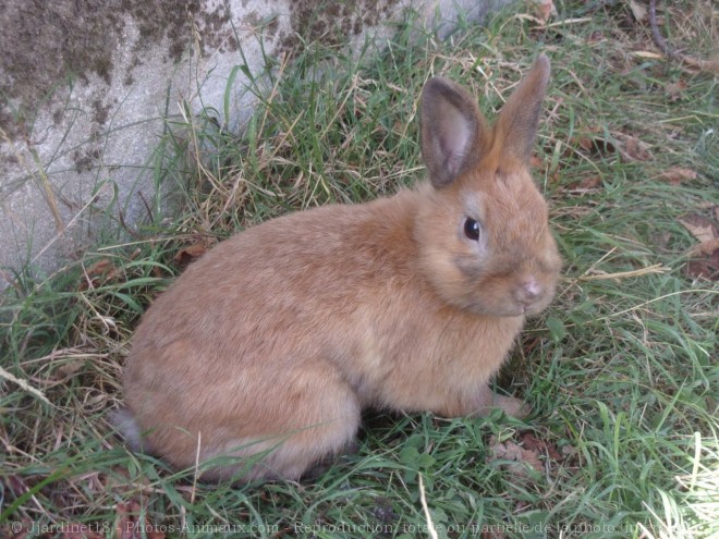 Photo de Lapin