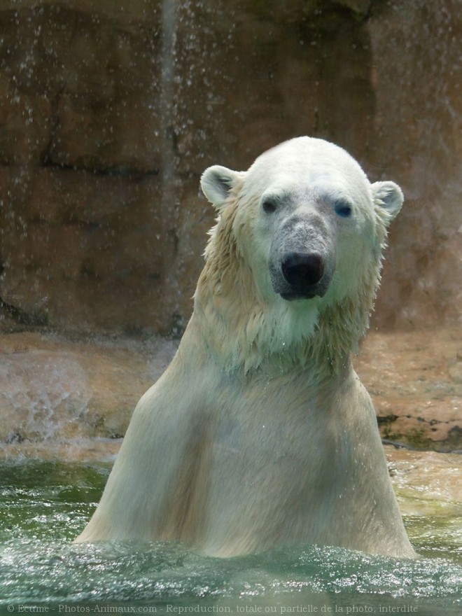 Photo d'Ours