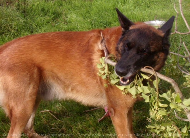 Photo de Berger belge malinois