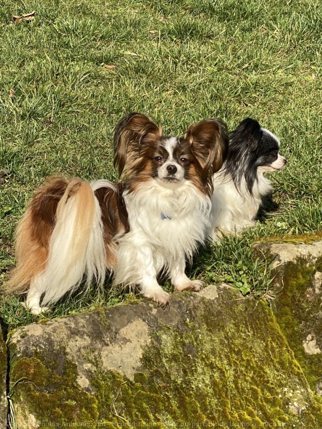 Photo d'Epagneul nain papillon