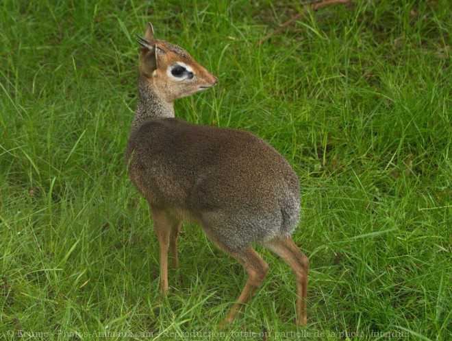 Photo d'Antilope