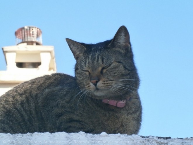 Photo de Chat domestique