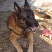 Photo de Berger belge malinois