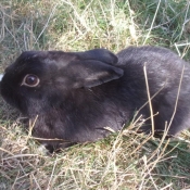 Photo de Lapin