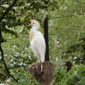 Photo de Hron garde-boeufs