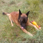 Photo de Berger belge malinois