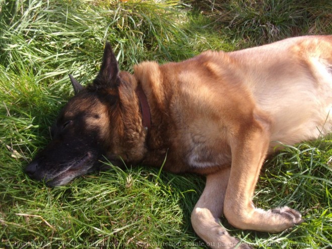 Photo de Berger belge malinois