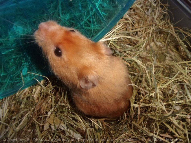 Photo de Hamster