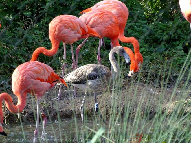 Photo de Flamand rose