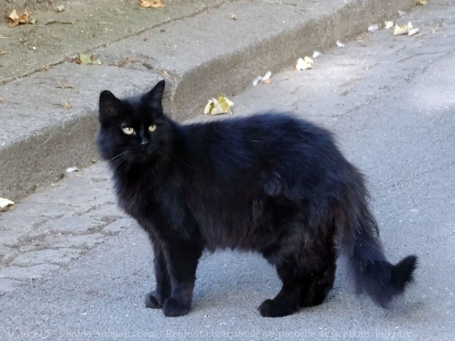 Photo de Chat domestique