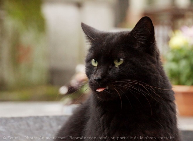 Photo de Chat domestique