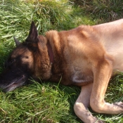 Photo de Berger belge malinois