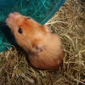 Photo de Hamster