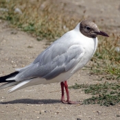 Photo de Mouette