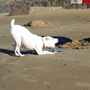 Photo de Jack russell terrier