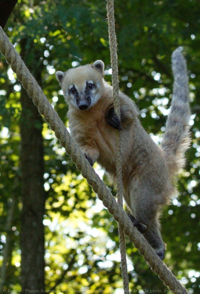 Photo de Coati