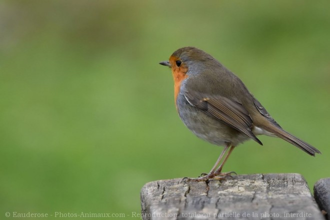 Photo de Rouge gorge