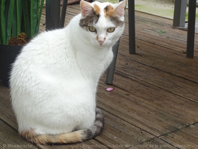 Photo de Chat domestique