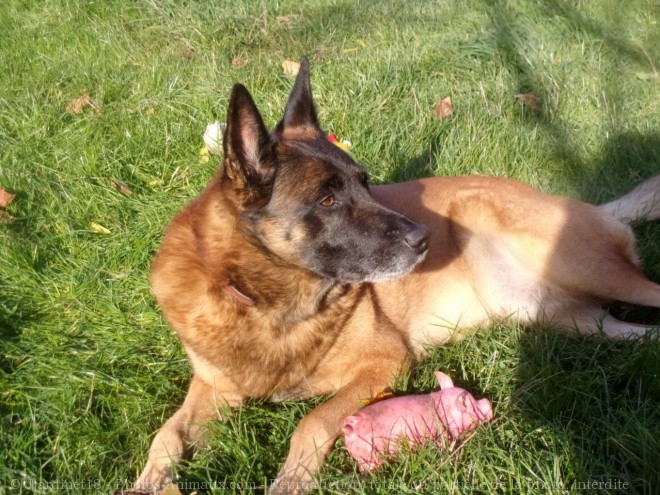 Photo de Berger belge malinois