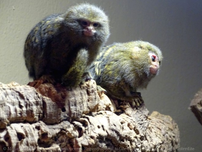 Photo de Singe - ouistiti pygme