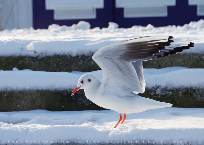 Photo de Mouette