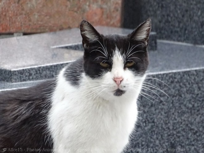 Photo de Chat domestique