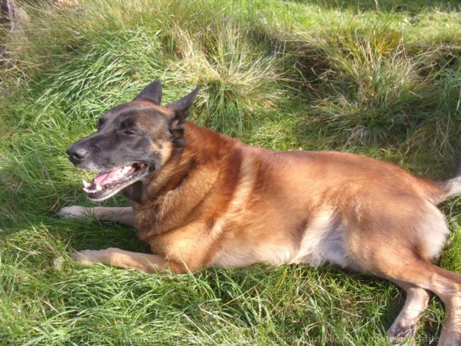 Photo de Berger belge malinois