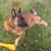 Photo de Berger belge malinois