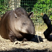 Photo de Tapir