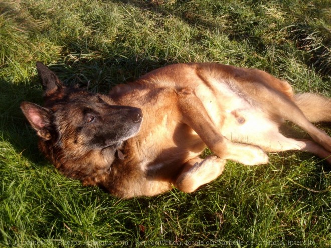 Photo de Berger belge malinois