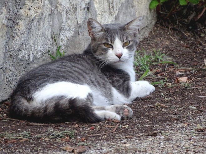 Photo de Chat domestique