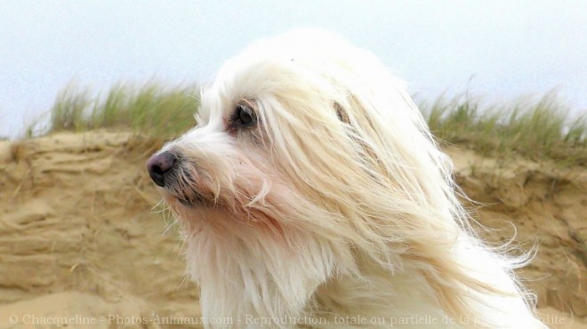 Photo de Coton de tulear