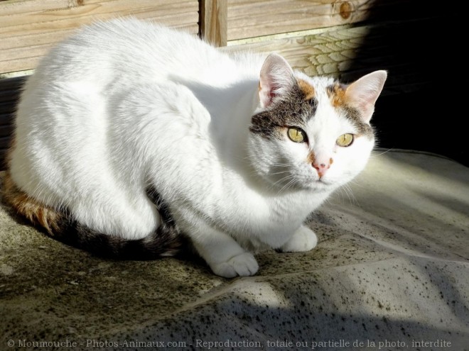 Photo de Chat domestique