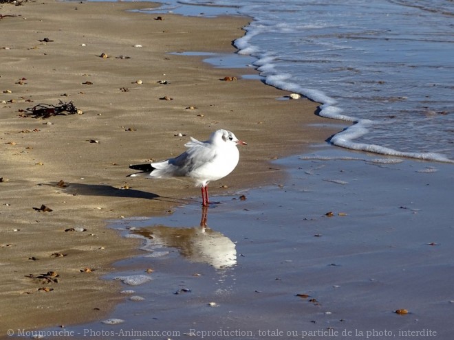 Photo de Mouette