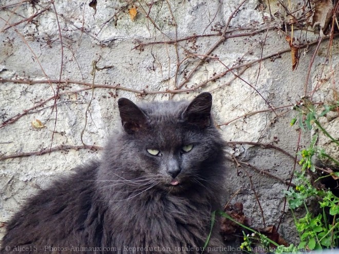 Photo de Chat domestique