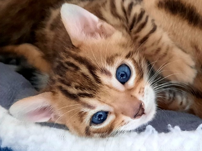 Photo de Bengal