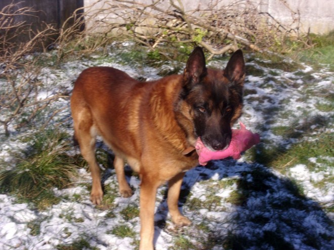 Photo de Berger belge malinois