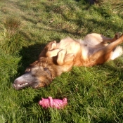 Photo de Berger belge malinois