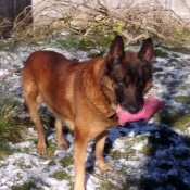 Photo de Berger belge malinois