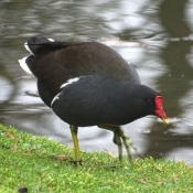 Photo de Poule d'eau