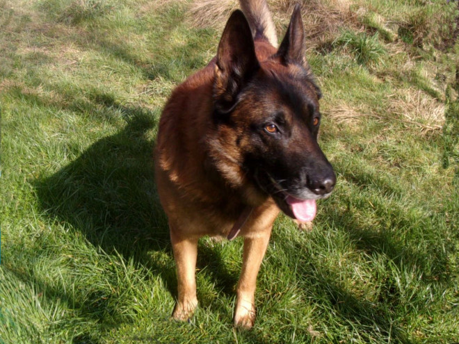 Photo de Berger belge malinois