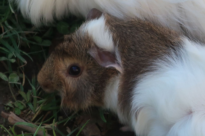 Photo d'Agouti