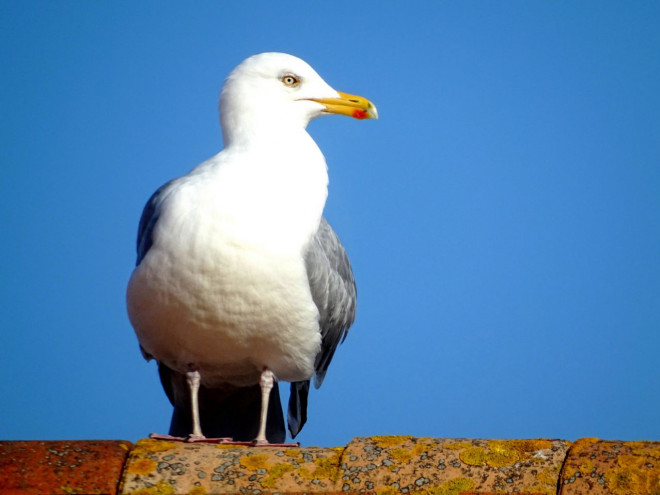 Photo de Goeland