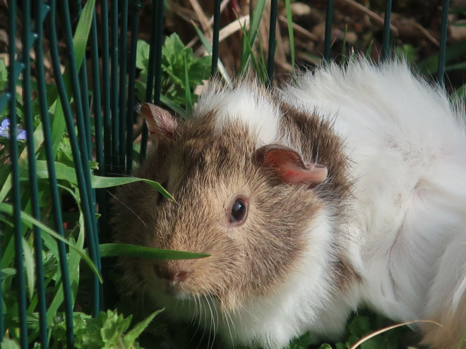 Photo d'Agouti