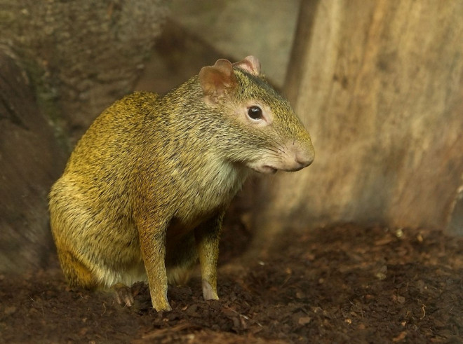 Photo d'Agouti